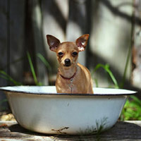 Clean Dog — инновация для мытья лап вашего питомца
